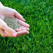 When selecting a grass seed, look for one with Kentucky bluegrass, the species best adapted to northern climates